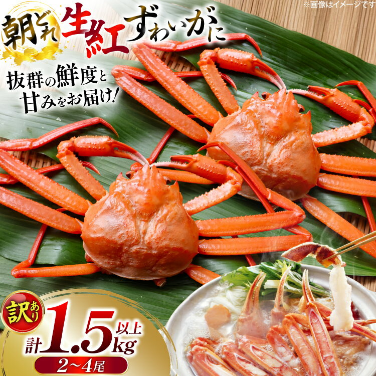 【ふるさと納税】 カニ 訳あり 朝どれ生紅ズワイガニ 2〜4尾 計1.5kg以上 (1尾サイズ：500g〜1kg以上) [JF西海 石川県 志賀町 sk17jkf30064] かに 蟹 紅ズワイ 紅ズワイガニ 生 ズワイ ずわい ずわい蟹 ズワイガニ 姿 カニ鍋 カニしゃぶ カニ爪 規格外 足折れ 魚介 海産物