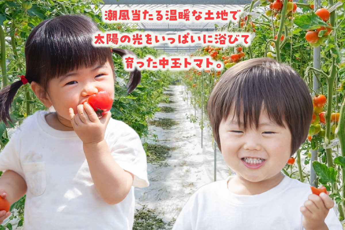 【先行予約】【5月中旬以降発送】フルーツトマト　中玉フルティカ1.4kg│よこた農園 フルティカ 野菜 トマト 新鮮野菜 太陽の恵み 中玉トマト トマト料理 愛知県産 フルーツとまと 甘いトマト お取