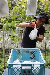 山口県産 冬のシャインマスカット1.2Kg(2~3房)