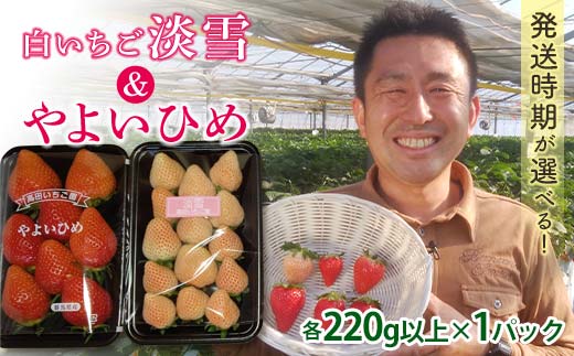 群馬県産いちごセット ＜やよいひめ・淡雪＞【2026年1月4日～3月31日発送】 (各220g以上×1パック) 群馬県産 オリジナル品種 いちご 苺 イチゴ やよいひめ 白イチゴ 淡雪 食べ比べ セット 詰合せ 果物 フルーツ 食品 F21E-515