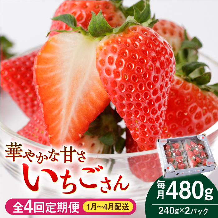 【先行予約 2027年1月～発送】【4回定期便】いちごさん 240g×2パック [1-4月配送]【StrawberryFarm-K】 [IBJ015]