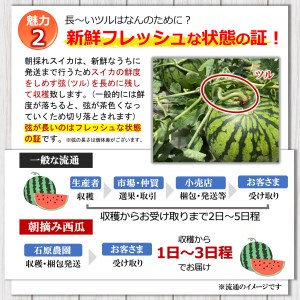 【先行予約】小玉スイカ（赤色）2玉 熊本県和水町産 【2026年（令和8年）4月中旬頃から順次出荷予定】 | 熊本県 熊本 くまもと 和水町 なごみまち なごみ すいか スイカ 西瓜 小玉 2玉 期間
