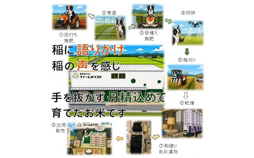【令和8年産新米】【5か月定期便】阿賀野市産 コシヒカリ 「ファームホリコシ美田米」 5kg×5回  白米 精米 新潟県 米 こめ コメ 10月上旬頃より発送開始予定 3H20060