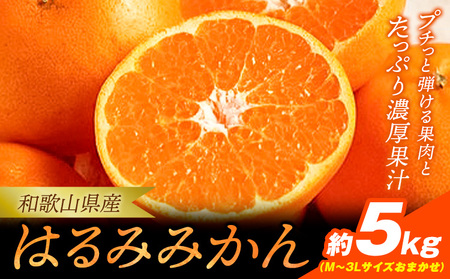 みかん 濃厚はるみ 約5kg (M～3Lサイズおまかせ) 