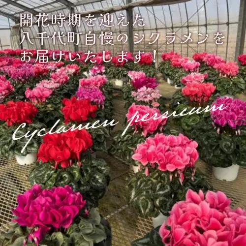 シクラメン 6号鉢 1鉢 鉢植 ギフト クリスマス プレゼント 鉢花 フラワーギフト おまかせ 贈答