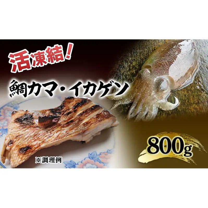 活凍結シリーズ　活凍結 鯛カマ・イカゲソ 800g 魚介 海鮮 急速凍結 鮮度保持 真空パック 便利 ギフト 贈答用 兵庫県 洲本市 淡路島