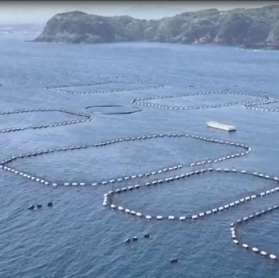 プレミア和歌山認証品 本マグロ（養殖）トロ＆赤身セット　1.35kg［年末発送（12月25日から30日発送）］［KS13］