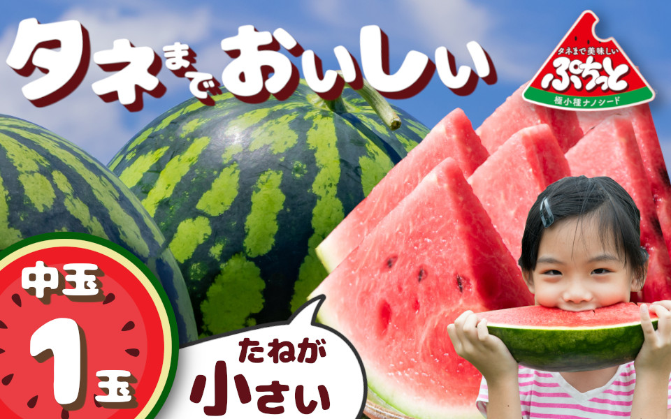 種まで美味しいスイカ「ぷちっと」 【2026年6月初旬～6月下旬ごろ発送予定】 ／ ヒロちゃんファーム 西瓜 スイカ すいか 果物 フルーツ デザート 奈良県 田原本町