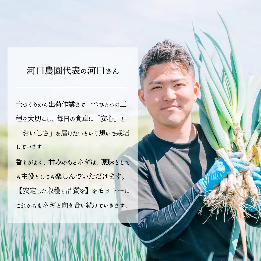 2026年11月下旬以降発送 長ネギ 2L 約5kg 約24-30本 農家直送 