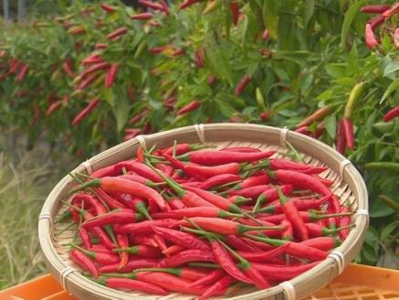 熊野唐辛子ギフト ② (一味唐辛子 プリッキーヌ×2本と生唐辛子のセット) 希少 国産唐辛子