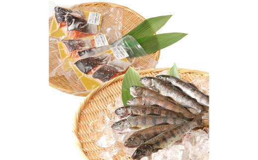 阿蘇から届く かわべの湧水やまめ 640g（内臓処理済8匹）と かわべのASOサーモン塩麴仕立て 480g（40g×12切）やまめ サーモン 熊本県 高森町