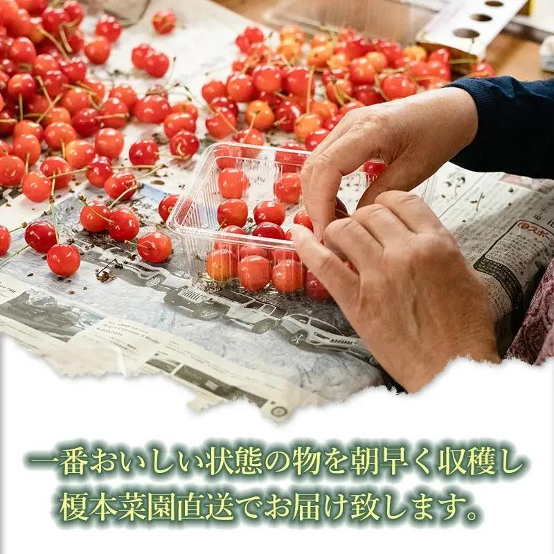 【令和9年産】さくらんぼ 紅秀峰 (2Lサイズ以上) バラ詰め 1kg (500g×2) 榎本菜園 K-969