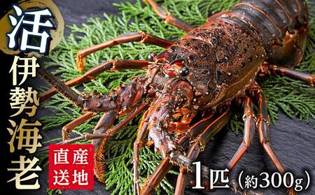 活 伊勢海老 1匹（約300ｇ）南紀黒潮イセエビ 年末年始 お正月 お届け可｜期間限定 漁師直送 海鮮 とれたて 人気