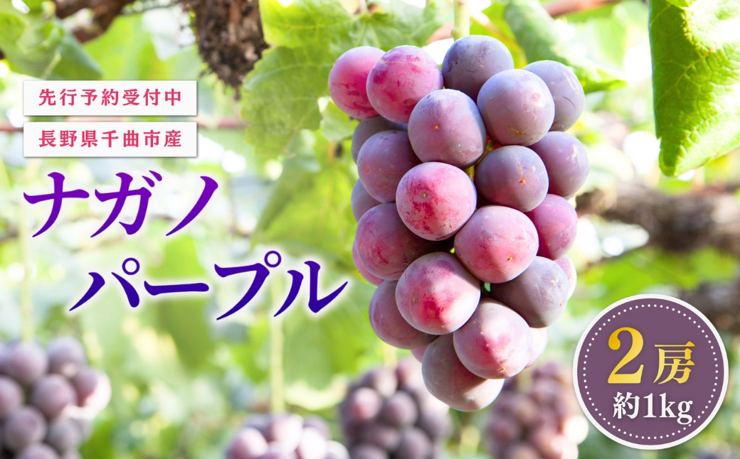 
            【2025年先行予約】ぶどう 家庭用 ナガノパープル 約1kg 2房 ｜ 葡萄 赤ぶどう フルーツ 果物 千曲市 長野県産 信州
          
