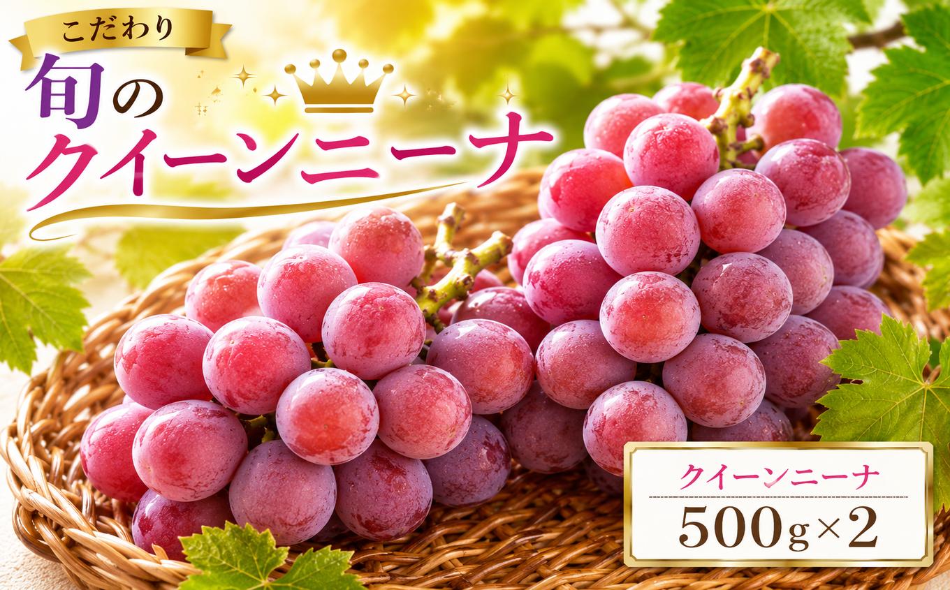 
                  美浜町産 こだわりクイーンニーナ 500g×2 | ぶどう 果物 くだもの フルーツ ふるーつ 濃厚 季節限定 先行予約 旬 人気 おすすめ 愛知県 美浜町
                