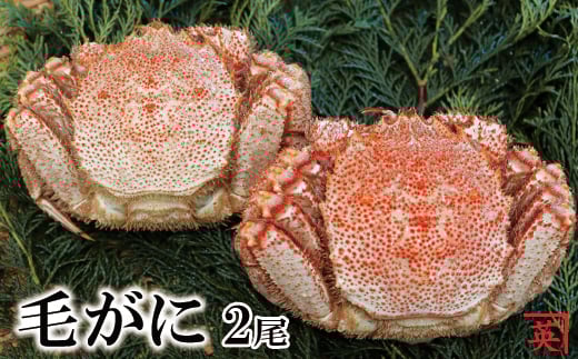 
B-27010 【北海道根室産】ボイル毛蟹400g～480g×2尾
