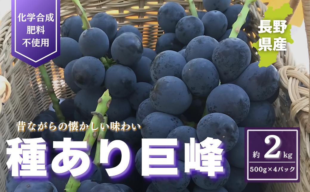 種あり巨峰 約2kg 2025年(R7年)9月中旬～10月下旬頃出荷予定【安心安全 こだわりの栽培方法 除草剤不使用 栽培期間中 ネオニコチノイド系農薬不使用 化学合成肥料不使用】