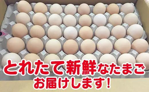 【３か月定期便】ひまわりたまご紅白セット 月１回（全３回）３か月セット ※破卵補償 卵 鶏卵 玉子 大容量 お試し おためし
