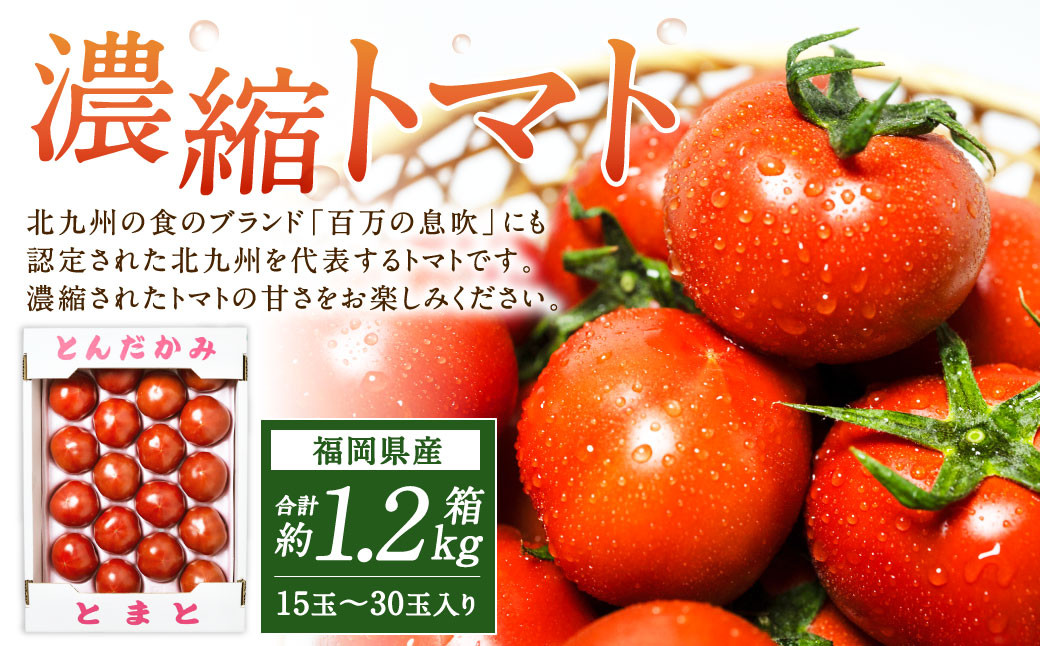 
            福岡県北九州市若松区産 若松濃縮トマト 1.2kg箱（15玉～30玉入り）【2026年3月上旬～6月下旬発送予定】とまと トマト 野菜 国産 北九州市産
          
