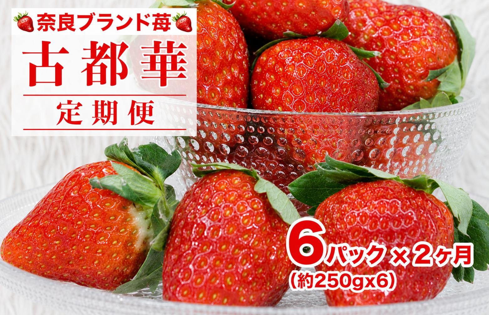 
                  【2027年発送先行予約】【定期便 全２回】苺 古都華(ことか) 約250gx6パック ２ヶ月連続 奈良 ブランドいちご かたおかの苺 いちご 苺 奈良ブランド苺 イチゴ ブランド 古都華 大粒 苺 旬 産地 直送 フレッシュ イチゴ フルーツ 果物 国産 ベリー 贈答用 プレゼント 人気苺 ふるさと納税苺 ふるさと苺 furusato苺 おすすめ苺 奈良 奈良県 河合町
                