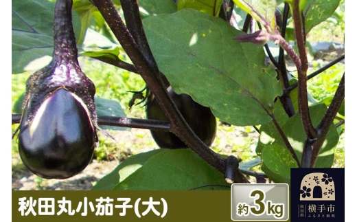 秋田丸小茄子（大）3kg [先行予約 ナス なす 茄子 野菜 秋田県 横手市]
