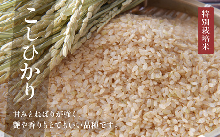 【令和6年産】発芽玄米 特別栽培米 コシヒカリ 2kg 【米 玄米 こしひかり ギャバ GABA 特別栽培 食物繊維 栄養 真空パック ごはん ご飯 おいしい ふるさと納税米】 [A-2977]