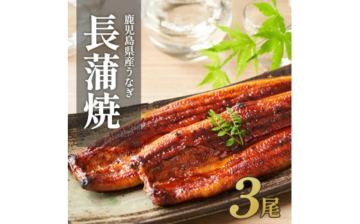 ふるさと納税限定　鹿児島県大崎町産 国産 うなぎ長蒲焼 3尾 計480g以上 | 鰻 うなぎ蒲焼き うな重 ひつまぶし ウナギ 蒲焼 人気 おすすめ 鹿児島 大隅半島 DU002　