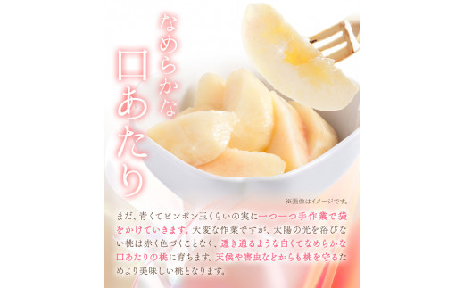 【先行予約】岡山の桃 約2.6kg(約1.3kg×2箱)《2026年6月下旬-9月上旬頃出荷》 ご家庭用 訳あり 白桃 岡山県 笠岡市 モモ もも 先行予約 送料無料 清水白桃 白鳳 白麗 