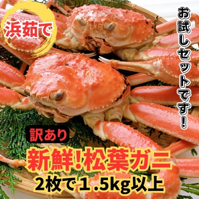 
                  ＜さかなや新鮮組＞鳥取県産 訳あり 浜茹で 松葉ガニ1.5kgセット ご家庭用 漁港直送【1759553】
                