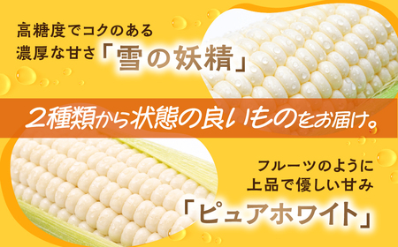 朝採り当日発送！ とうもろこし ホワイト系 5本～6本 (2kg以上) ホワイトコーン 雪の妖精 ピュアホワイト 冷蔵 糖度 フルーツ メロン より 甘い 田原市 トウモロコシ コーン おやつ スイー