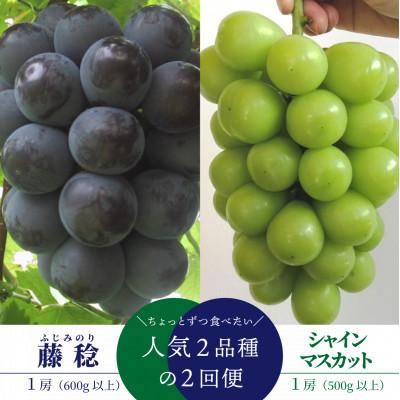 ふるさと納税 津山市 【発送月固定定期便】【2026年先行予約】藤稔とシャインマスカットの1房お試し2回便(岡山産)全2回