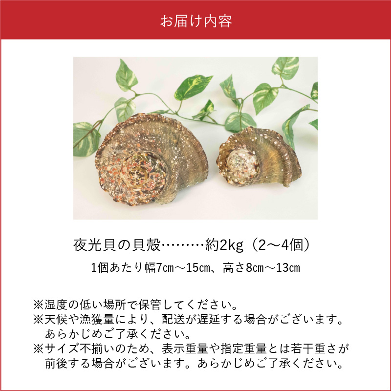 沖永良部島の天然夜光貝の貝殻（加工用）２キロ　サイズ不揃い
