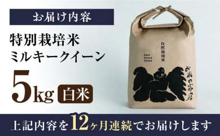 【先行予約/令和7年産新米】【全12回】自然栽培米ミルキークイーン　5kg白米×12回[AQCP018] 白米 白米 白米 白米 白米