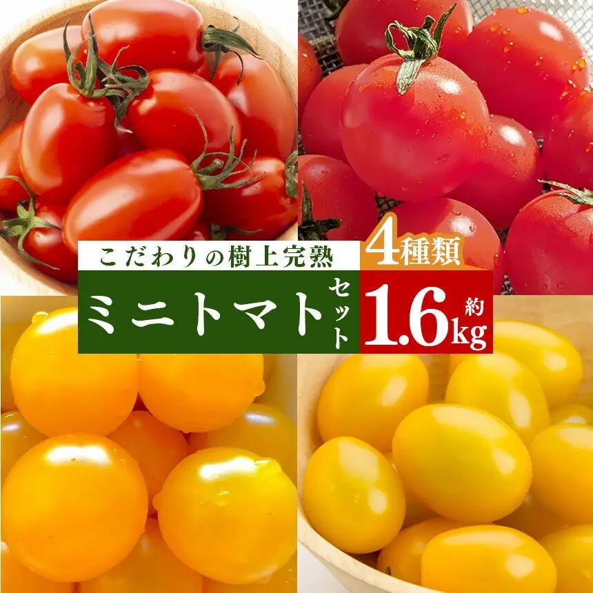 ミニトマト 約400gx4約 計1.6kg ｜ヤサイ 野菜 やさい トマト とまと ミニトマト 奈良県 五條市