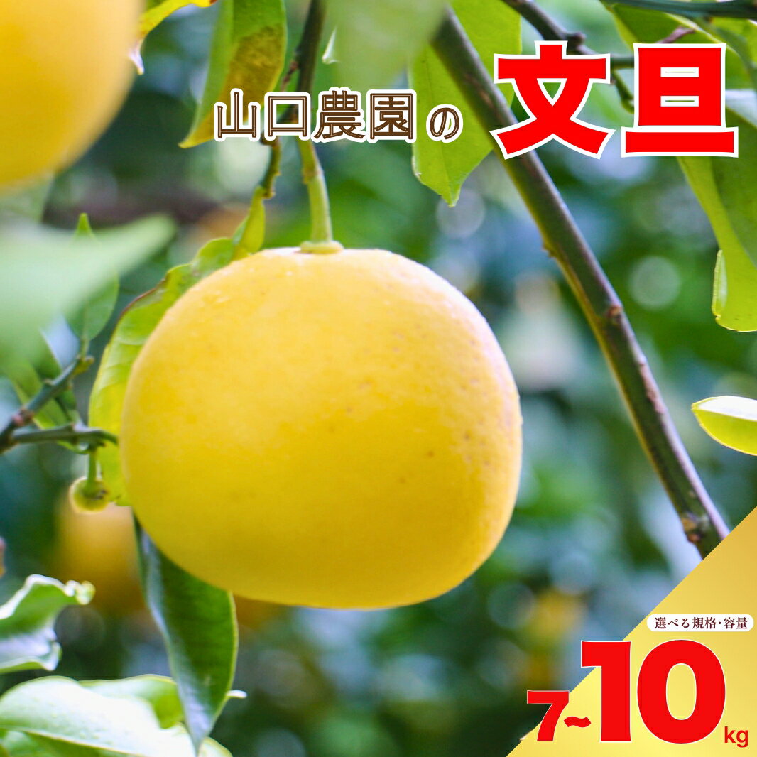 【ふるさと納税】先行予約 選べる 規格 容量 文旦 7kg 10kg 訳あり 通常品 ぶんたん みかん 蜜柑 果物 柑橘 フルーツ ミカン 産地直送 国産 農家直送 期間限定 数量限定 特産品 ジュース ゼリー ビタミン 美容 健康 愛媛県 愛南町 山口農園 送料無料