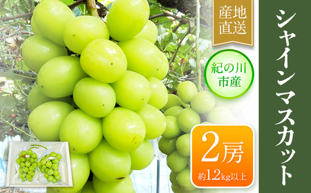 【先行予約】シャインマスカット 大粒約1.2kg(600g前後×2) ｍ＆ｎ果実園《8月下-10月上旬頃より出荷予定》和歌山県 紀の川市