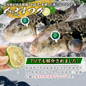 ＜先行予約受付中！2026年11月より発送開始予定＞かぼすふぐセット(2-3人前)ふぐ フグ あら アラ 鍋用 刺身 皮 ひれ 薬味付き カボス【GP007】【高瀬水産】