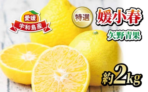 媛小春 約 2kg 愛媛県限定 栽培品種 特選 矢野青果 先行予約 高級柑橘 贈答品 贈答用 ギフト プレゼント 高級 希少 果物 フルーツ ひめこはる 柑橘 みかん 蜜柑 愛媛ミカン 愛媛蜜柑 人気 美味しい産地直送 数量限定 国産 愛媛 宇和島 B015-171040