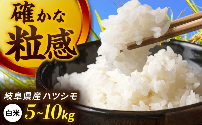 
                  【選べる内容量】令和7年産 ハツシモ 白米 精米 米 ブランド米 岐阜市 / 川瀬ファーム [ANIB001]
                