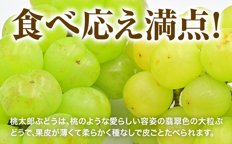 【先行予約】岡山県産 桃太郎ぶどう 2房 無加温栽培【配送不可地域あり】《9月上旬-10月中旬頃に出荷予定(土日祝除く)》有限会社ホーティカルチャー神島