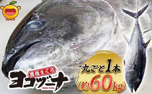 本マグロ<マグロまるごと1本> 豊後まぐろヨコヅーナ 1本 約60kg(解体・カット無) | まぐろ1本 マグロ食べ尽くし 本まぐろ 本マグロ 本まぐろ 本鮪 丸ごと 赤身 大トロ 中トロ トロ 刺身 大分県津久見市産