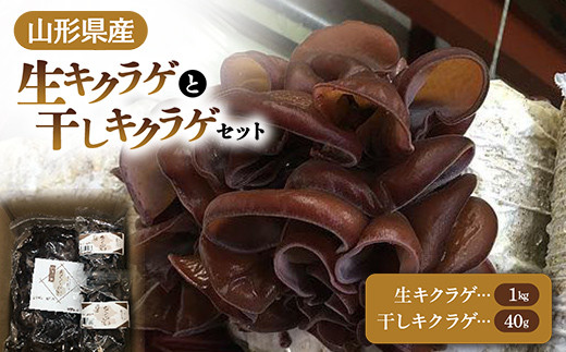 
            【2025年発送 先行予約】 山形県産 生キクラゲ 約1kg と 干キクラゲ 20g2個セット  きのこ キノコ 野菜 食品 山形県 FSY-0700
          