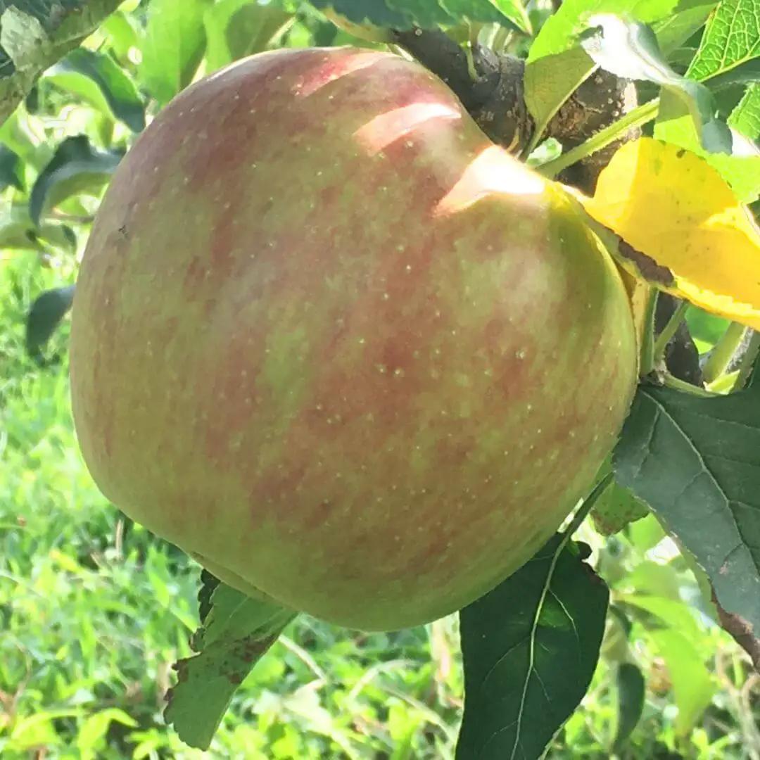 夏のりんご サンつがる 約2kg ｜ りんご