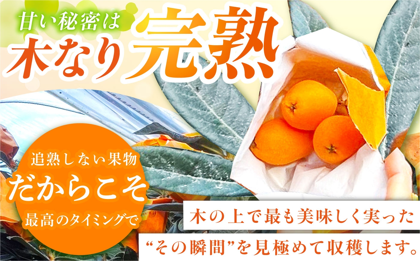 びわ ビワ 枇杷 果物 フルーツ ハウス 果実 長崎県産 国産