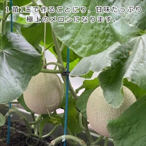 013-68 アローマメロン富士級1.4k 1玉 化粧箱入り