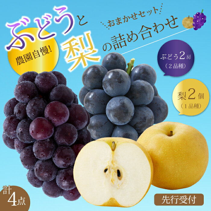 【ふるさと納税】【先行受付】ぶどう2房と梨2個詰め合わせ 2026年9月下旬発送予定 果物 くだもの フルーツ ブドウ なし 葡萄 202008