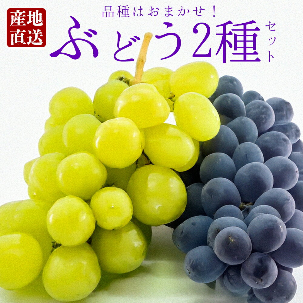 【ふるさと納税】ぶどう 食べ比べ 約2種セット 約1.5kg もぎたて葡萄セット 品種はおまかせ ピオーネ グランピオーネ 藤稔 ハニービーナス シャインマスカット 天狼 クイーンニーナ 葡萄詰め合わせ ブドウセット 旬 果物 フルーツ みずみずしい 冷蔵 熊本県 阿蘇市