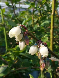 美浜町産大粒ブルーベリー食べ比べセット6品種以上 『8パック入り』 ※2026年6月中旬～6月下旬頃に順次発送予定