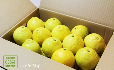 （ご予約開始）ご家庭用はるか（５kg） A085-005