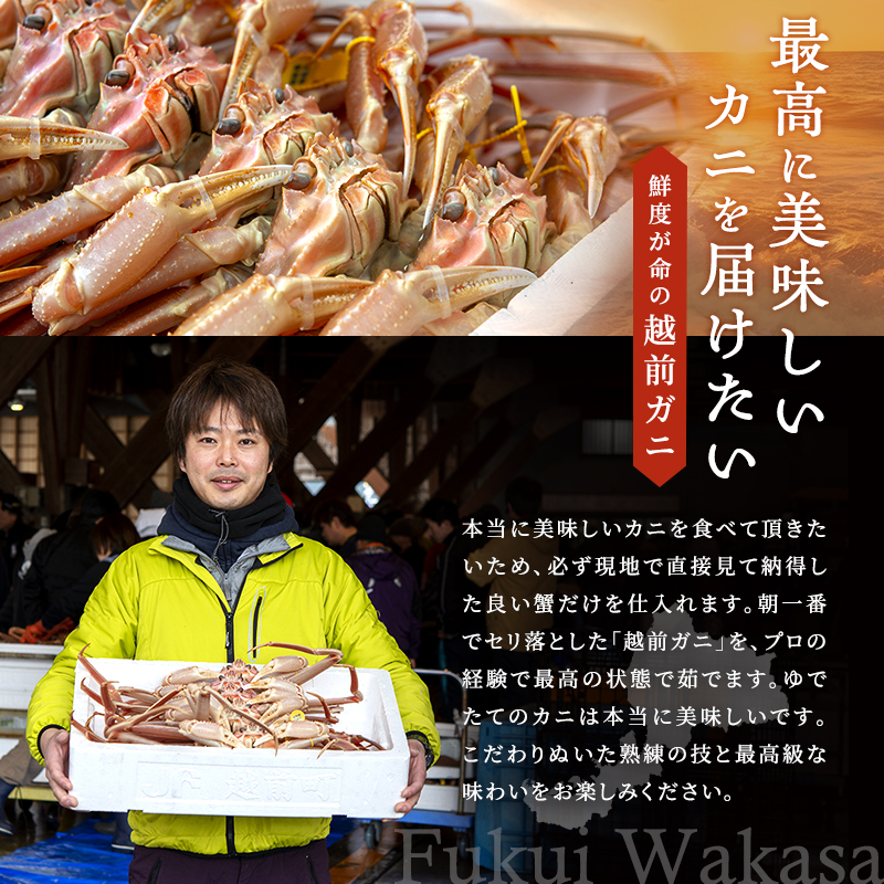 期間限定 茹で 越前ガニ 約800g以上 1杯 年末配送 食通もうなる本場の味をぜひ、ご堪能ください 越前かに 蟹 カニ かに ボイルカニ ボイル蟹 ポーション ズワイガニ 海鮮 限定 福井 福井県 